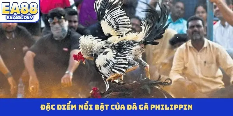 Đặc điểm nổi bật của đá gà Philippin