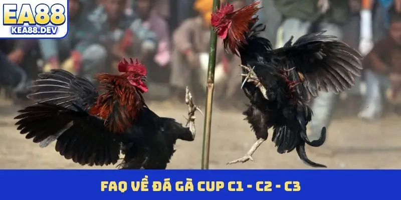 FAQ về đá gà Cup C1 - C2 - C3