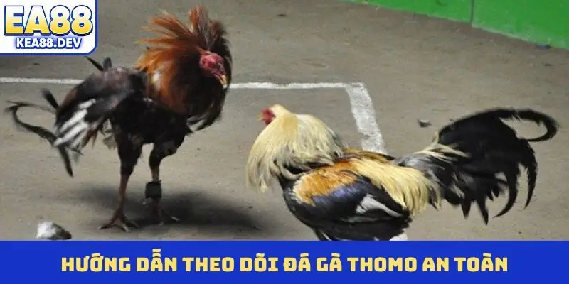 Hướng dẫn theo dõi đá gà Thomo an toàn