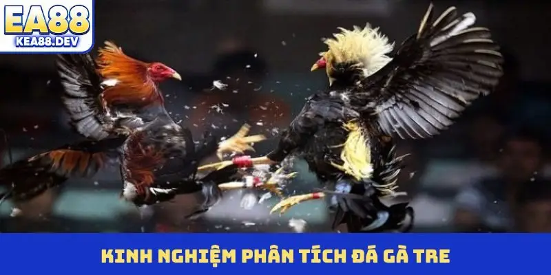 Kinh nghiệm phân tích đá gà tre