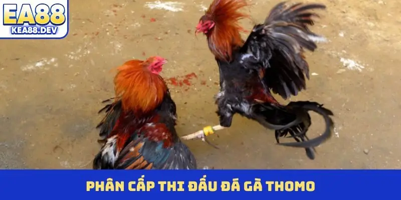 Phân cấp thi đấu đá gà Thomo
