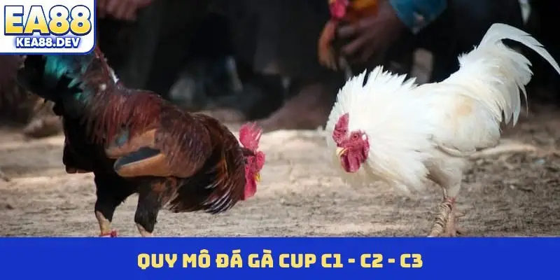 Quy mô đá gà Cup C1 - C2 - C3
