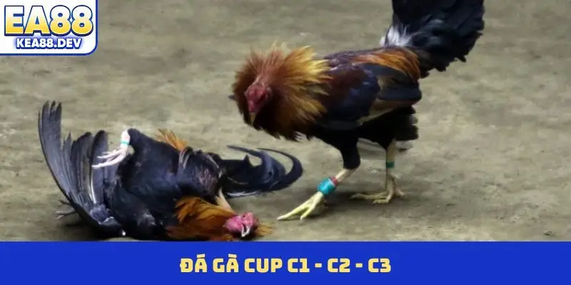 Đá gà Cup C1 - C2 - C3