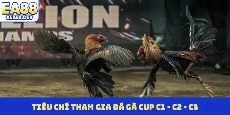 Tiêu chí tham gia đá gà Cup C1 - C2 - C3